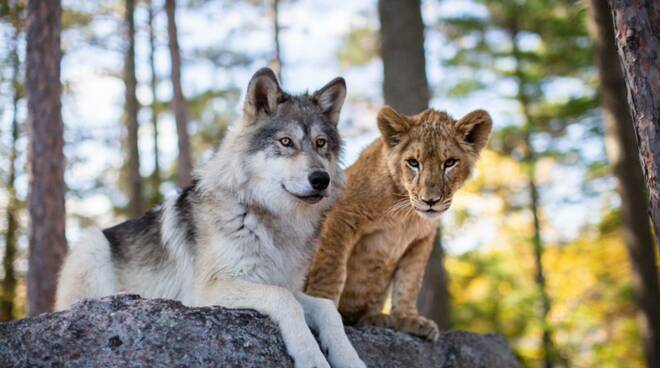 Il lupo e il leone Film