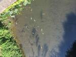 Verolanuova moria di pesci fiume Strone inquinato luglio 2022
