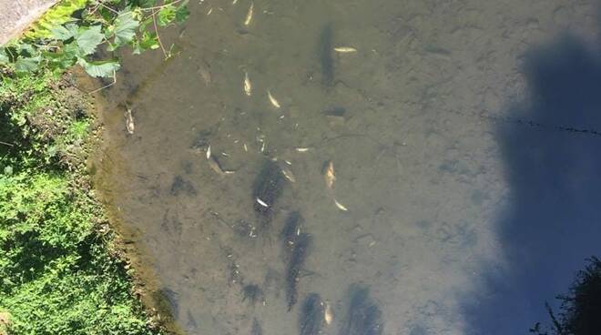 Verolanuova moria di pesci fiume Strone inquinato luglio 2022