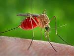 zanzara Culex che porta la Febbre del Nilo
