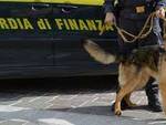 cash dog guardia finanza