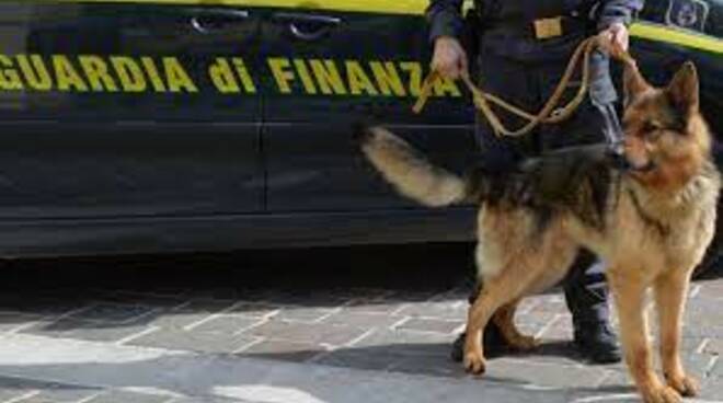 cash dog guardia finanza