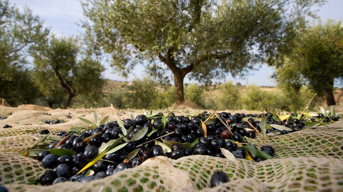 raccolta olive