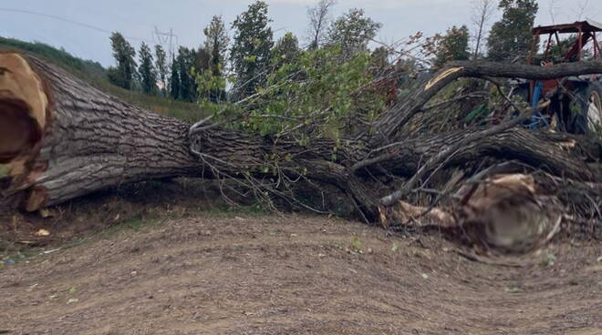 Offlaga schiacciato da un albero