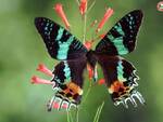 foto di farfalle