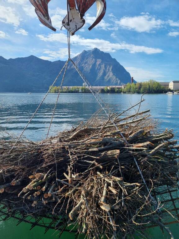 Sebino Lago d'Iseo ceppaie rifugio per i pesci