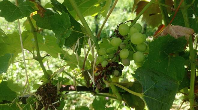 Peronospora vite vigneti garda