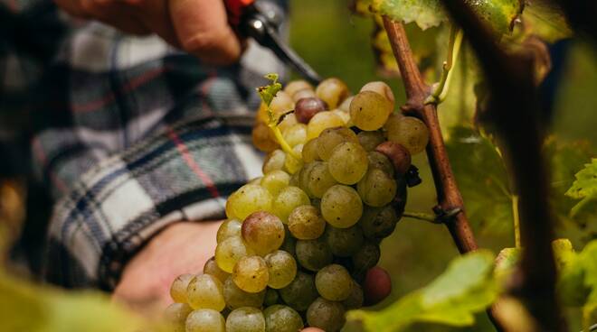 Lugana uva vendemmia