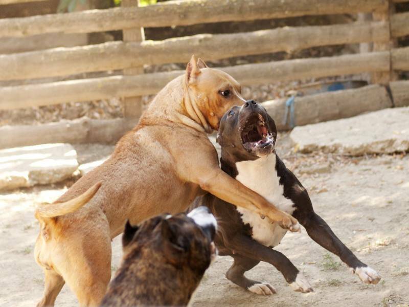 zoomafie combattimento cani