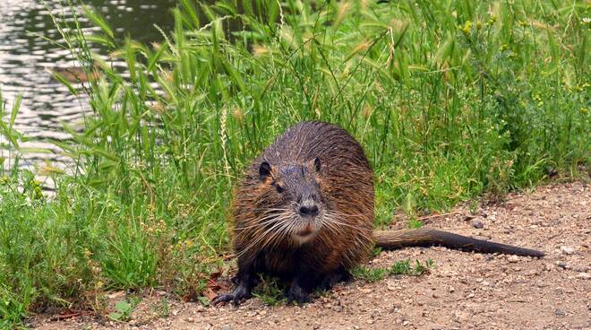 nutria