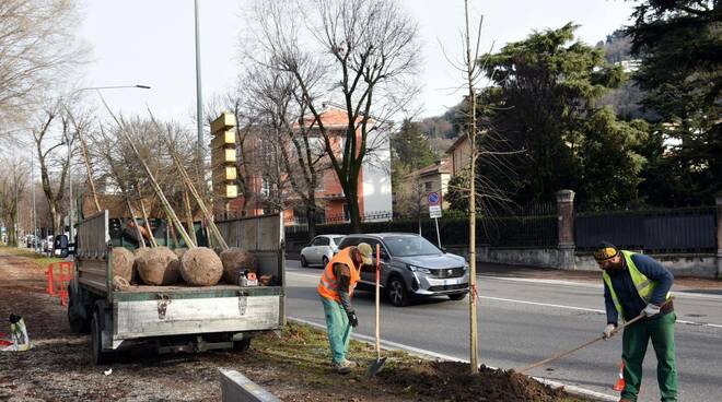 piantumazione nuovi alberi piazza tebaldo brusato e via Turati
