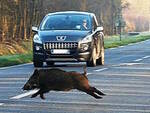 incidente fauna selvatica cinghiali