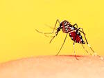 febbre dengue zanzara tigre
