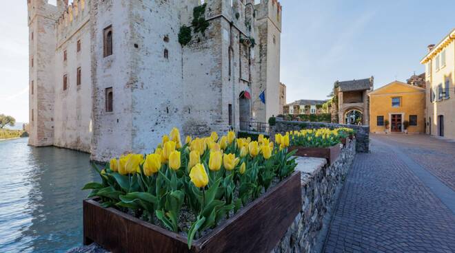 Sirmione tulipani