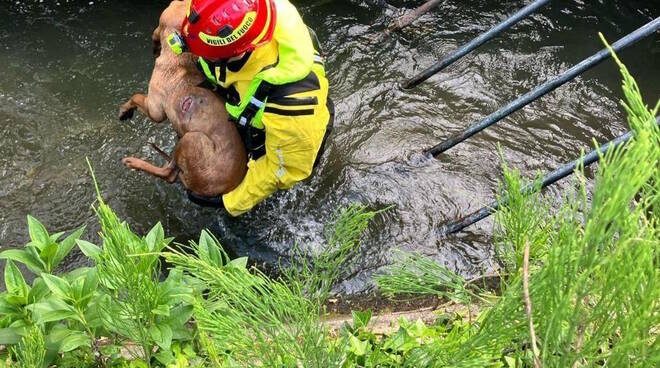 Cane salvato dai Vigili del fuoco a Calcinato