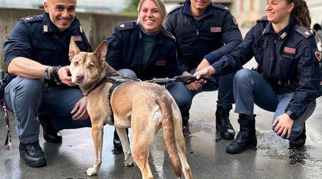 Laica cane maltrattato salvato dalla Polizia