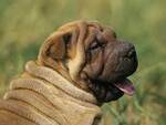 Shar-pei